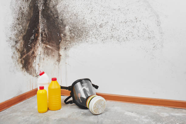 Certified Mold Removal in Shell Kno, MO