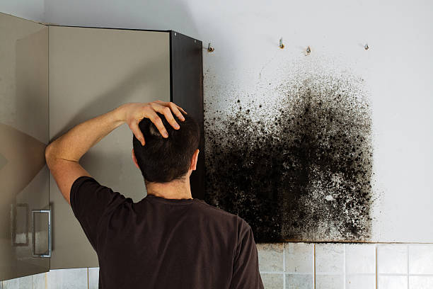 Office Mold Removal Services in Shell Kno, MO